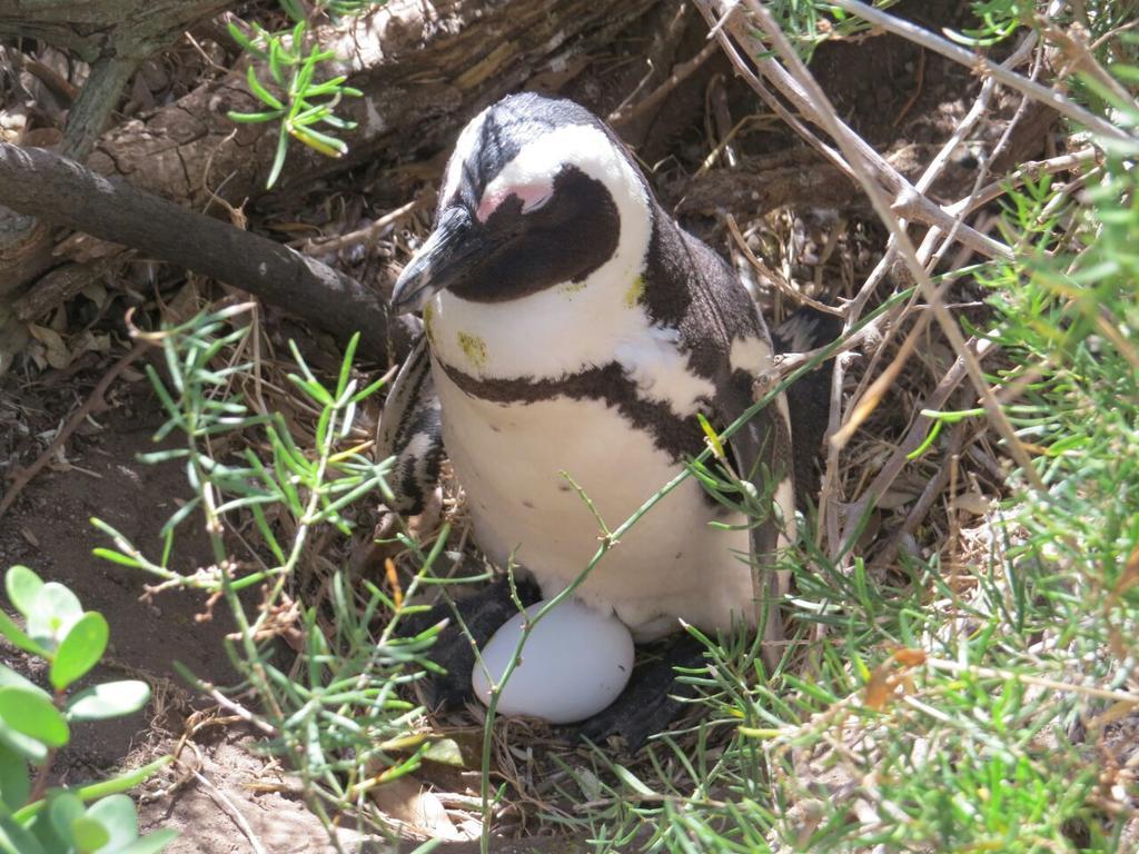 Penguins View Guesthouse Simon's Town Exterior photo